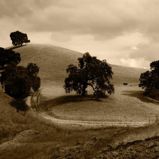 Freezack Single Dinner Bowl for Dogs
