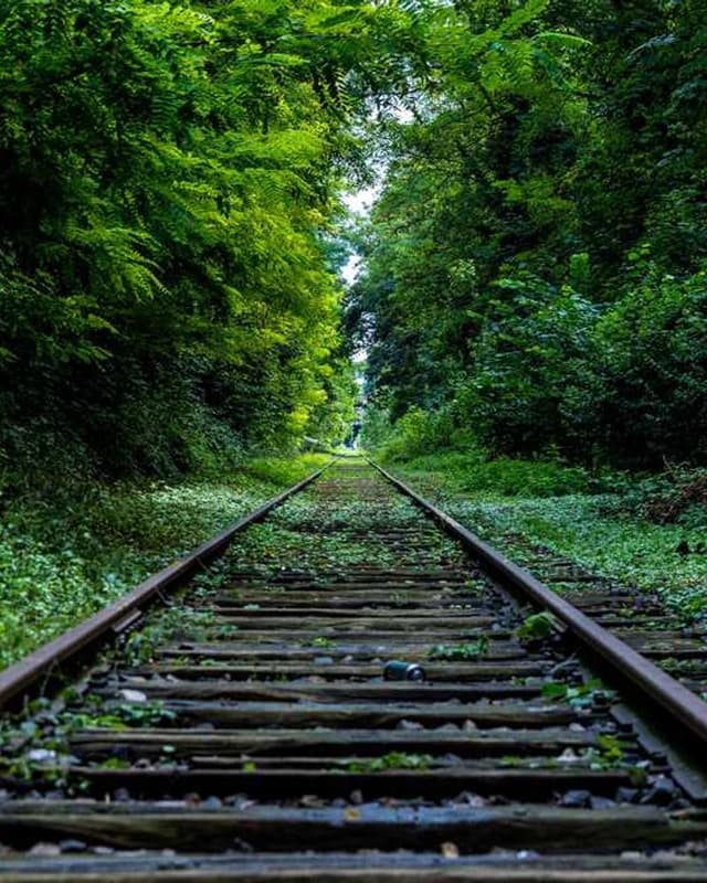 Flexi Leash New Classic S