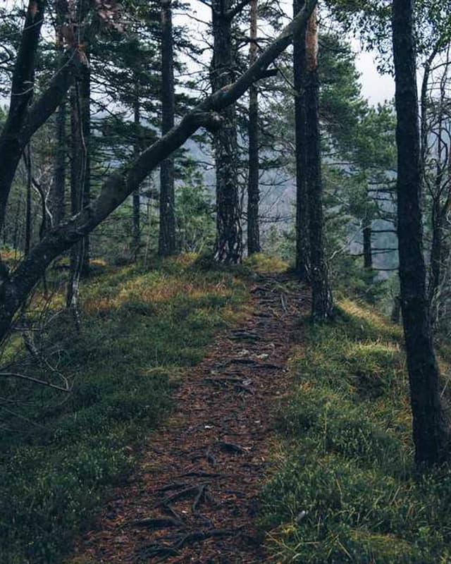 Furminator Deshedding Tool M