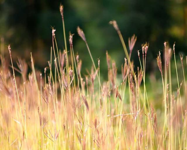 Furminator Deshedding Tool M