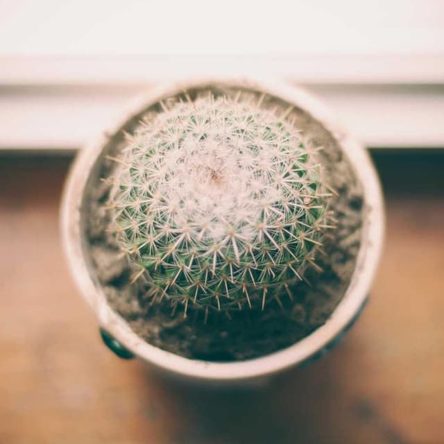 Furminator Deshedding Tool M