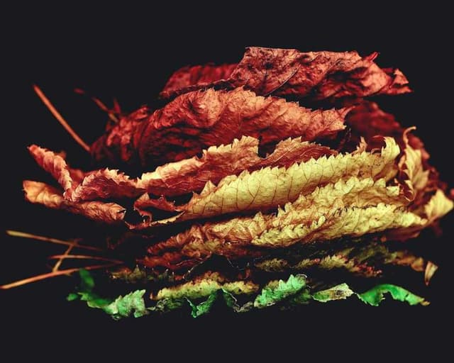 Furminator Deshedding Tool M