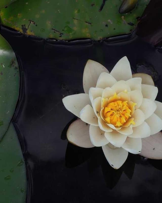 Trixie Cat Toy Mouse