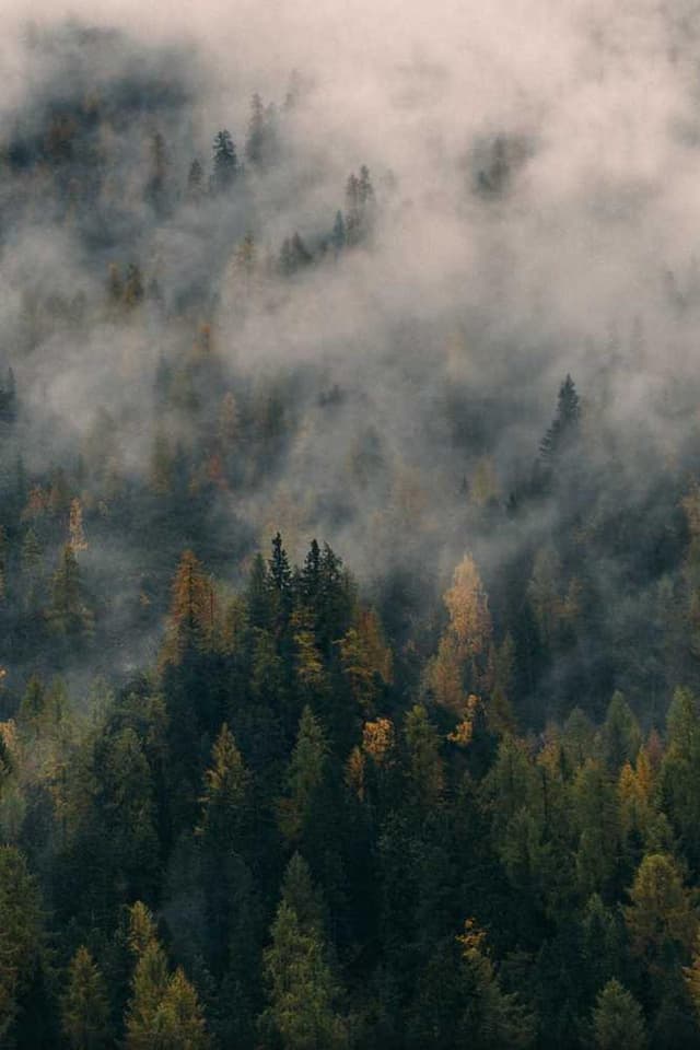 Curver Dog Food Container 10kg