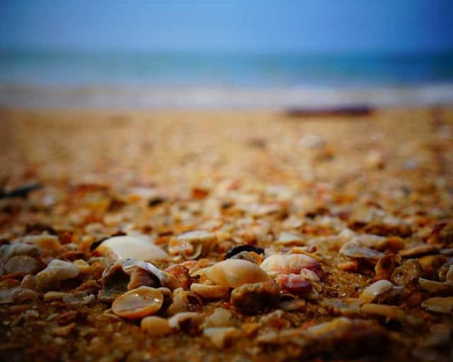 Curver Dog Food Container 10kg