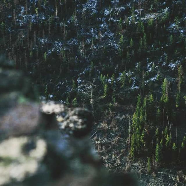 PetRebels Wall of Rebels scratching post