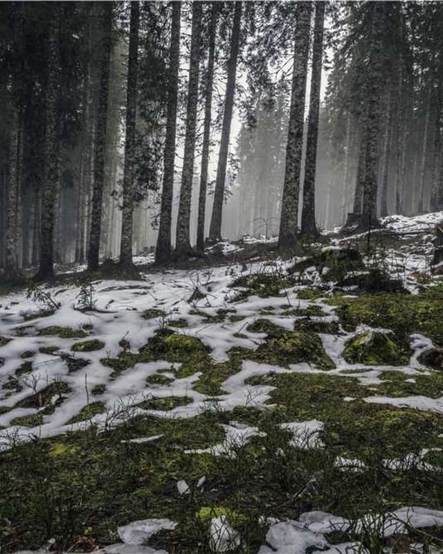 Royal Canin Urinary S/O