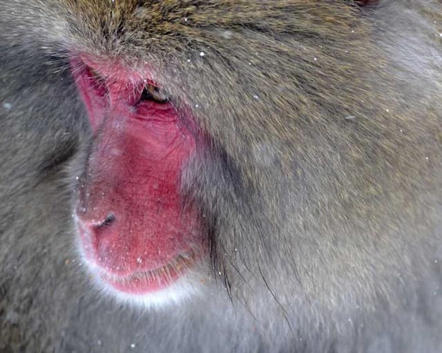 Royal Canin Urinary S/O