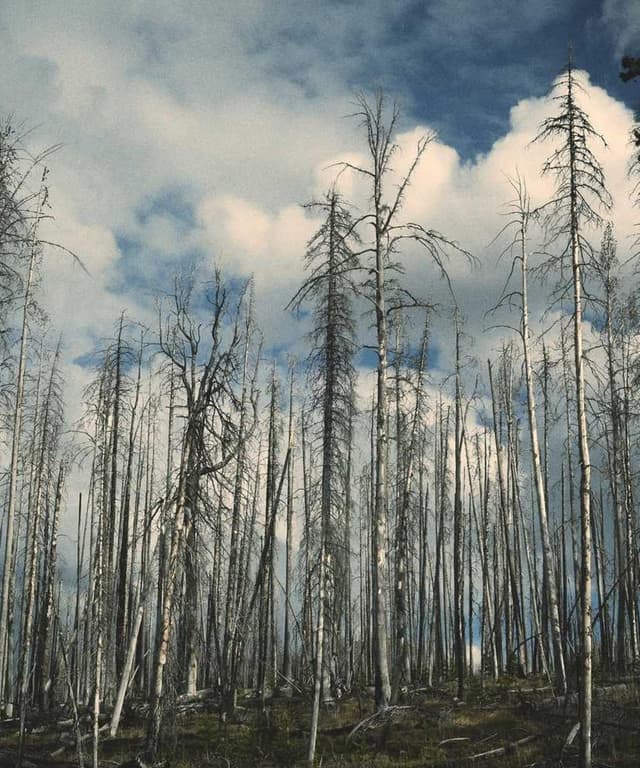 [DE] Trixie Katzenspielzeug Maus (HoneyDew reiciendis #575)