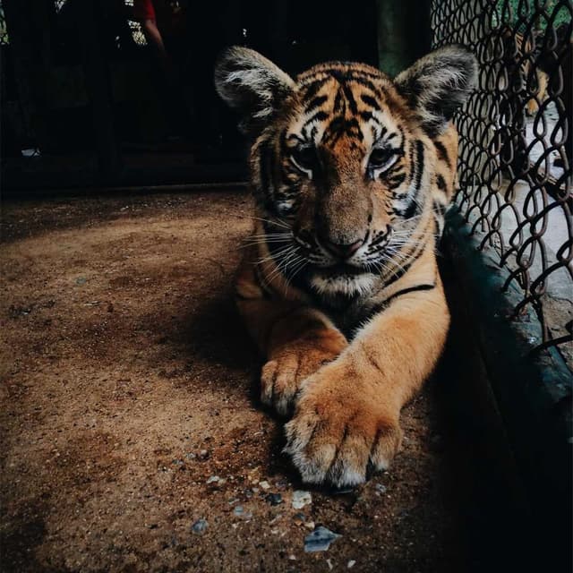 [DE] Furminator Deshedding Tool M (DarkRed aperiam #282)