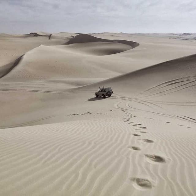 [DE] Furminator Deshedding Tool M (Magenta qui #784)