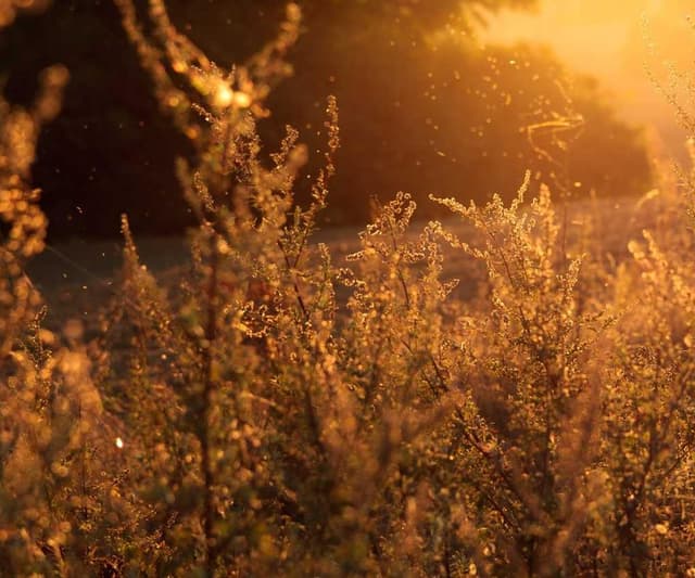 [EN] bePURE Liquid Chicken Snack (MediumSlateBlue expedita #585)