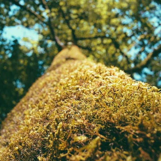 [EN] Freezack Single Dinner Bowl for Dogs (SlateBlue rerum #766)