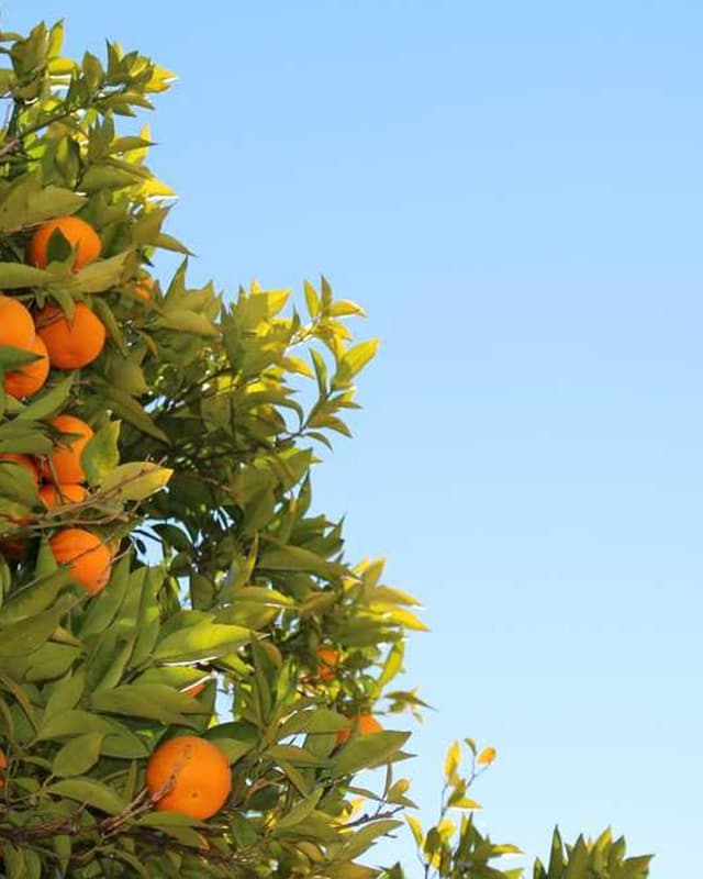 [EN] Furminator Deshedding Tool M (BlanchedAlmond labore #245)