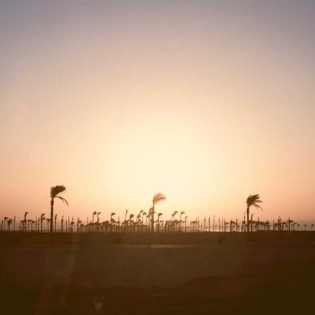 [EN] Swisspet Dog Bed L (Green magnam #083)