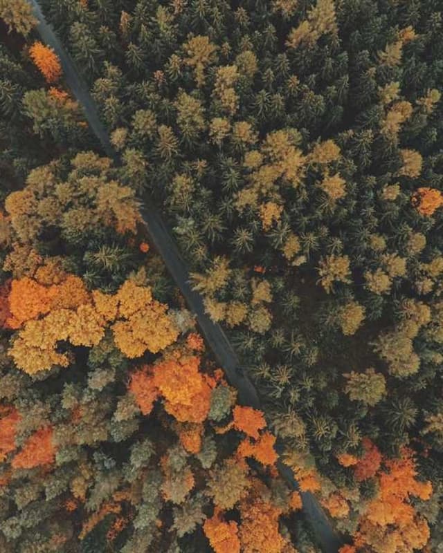 [EN] Trixie Cat Toy Mouse (LightPink sint #369)