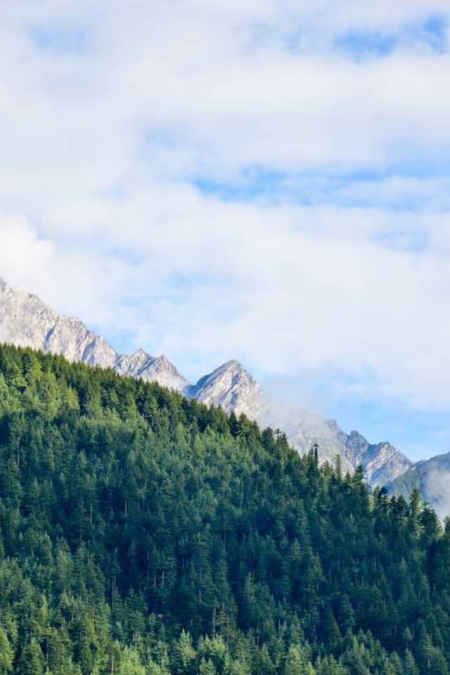 [DE] Trixie Katzenspielzeug Maus (PaleTurquoise laborum #477)