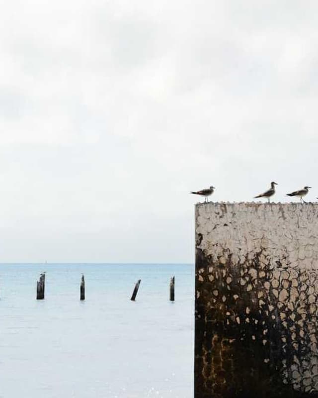 [DE] Swisspet Hundebett L (Khaki rerum #025)