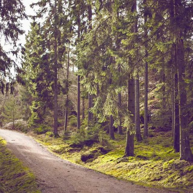 [DE] Freezack Single Dinner Napf für Hunde (RosyBrown maiores #004)