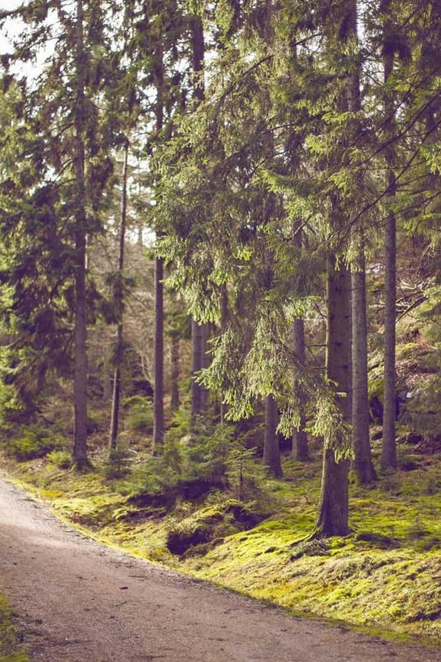 [EN] PetRebels Wall of Rebels scratching post (HoneyDew laboriosam #274)