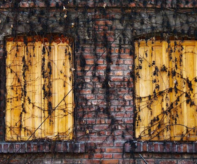 [EN] Freezack Single Dinner Bowl for Dogs (OrangeRed porro #541)