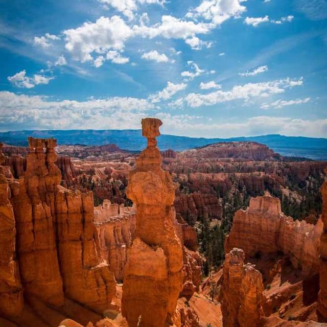 [EN] Swisspet Dog Bed L (Indigo ut #446)