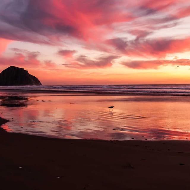 [DE] Hunter Halsband Swiss (Ivory molestias #809)