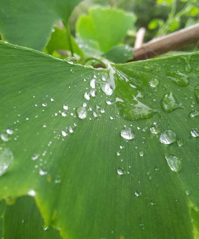 [DE] Hunter Halsband Swiss (Ivory culpa #101)