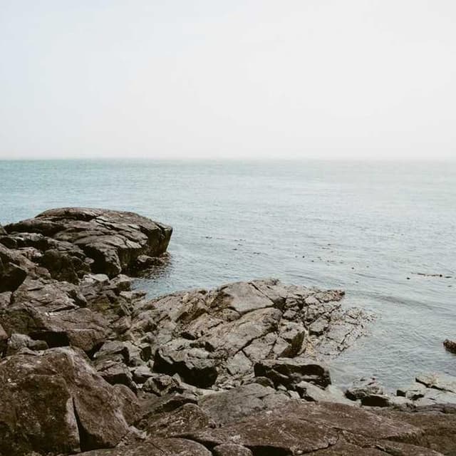 [EN] Freezack Single Dinner Bowl for Dogs (PaleGoldenRod iste #270)