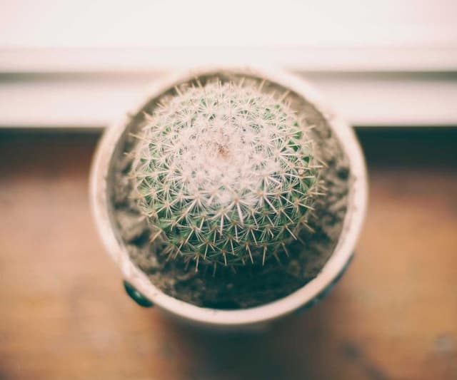 [EN] Furminator Deshedding Tool M (Azure rerum #319)