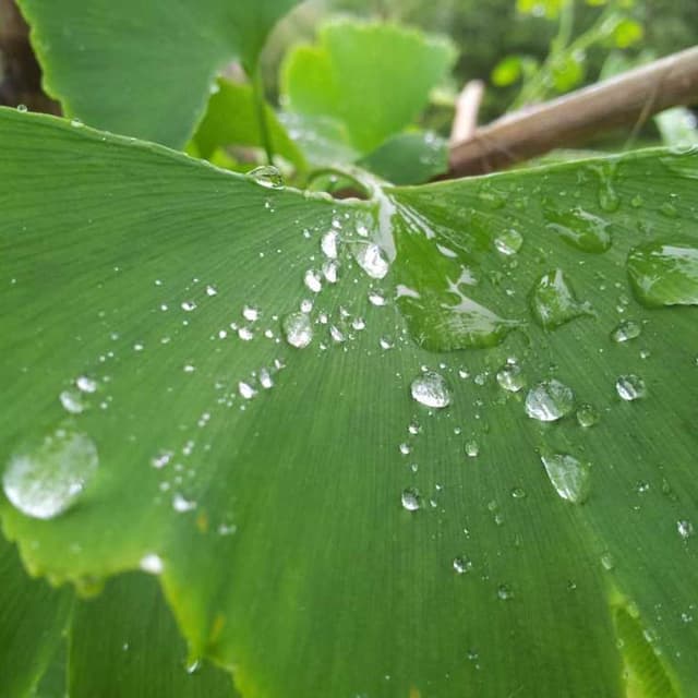 [DE] Flexi Leine New Classic S (LightSkyBlue minima #073)