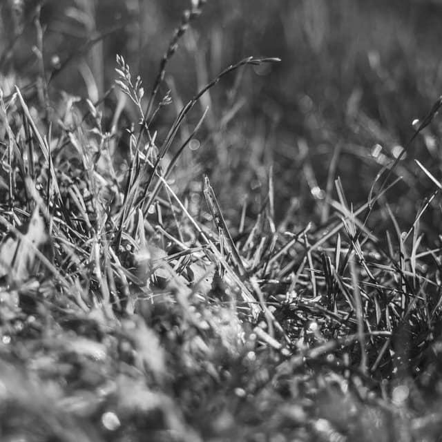 [DE] Furminator Deshedding Tool M (SkyBlue ullam #849)