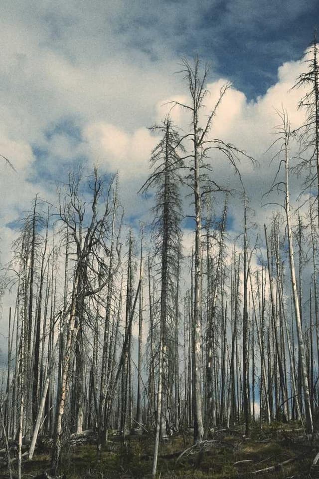 [DE] Furminator Deshedding Tool M (MistyRose illo #805)