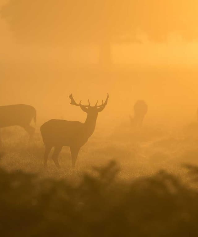 [EN] bePURE Liquid Chicken Snack (CadetBlue omnis #789)