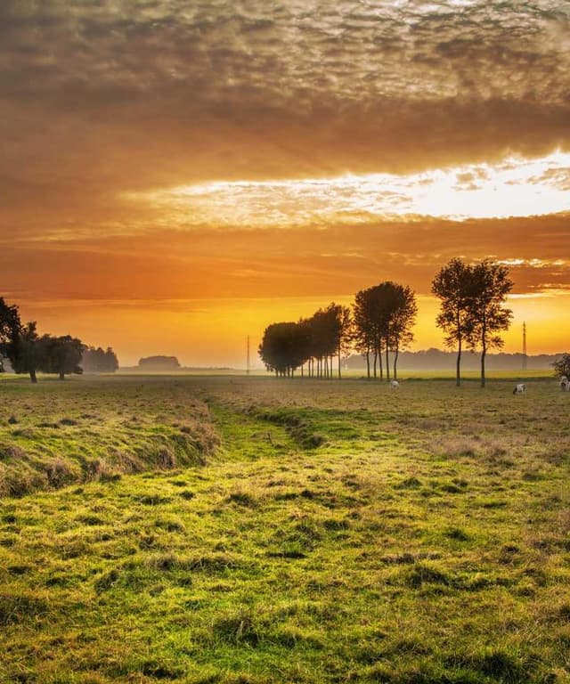 [EN] Trixie Cat Toy Mouse (ForestGreen assumenda #341)