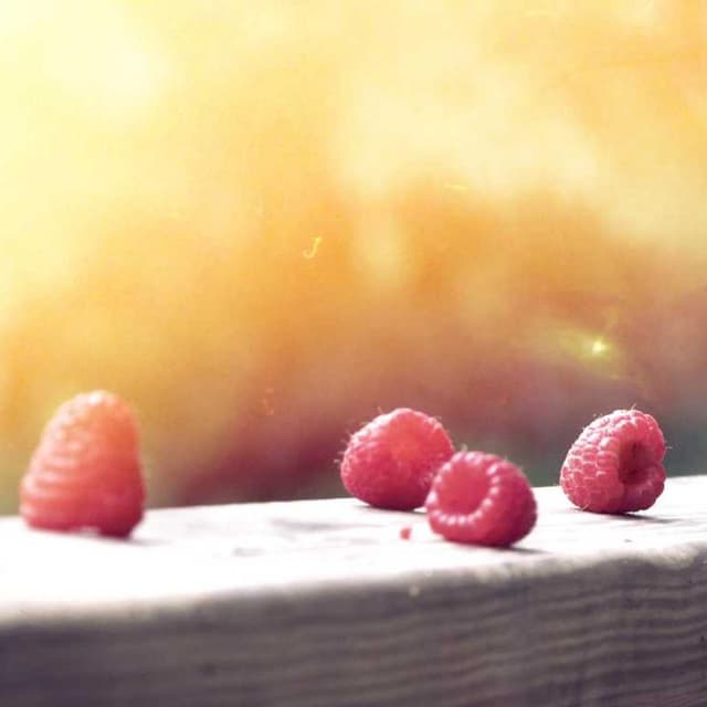 [EN] Curver Dog Food Container 10kg (OliveDrab totam #213)