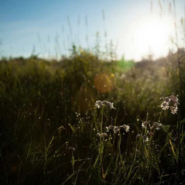 [FR] Outil de deShedding Furminator M (Red eum #702)