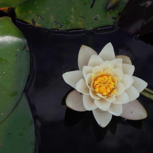 [EN] In-Fluence Eye Cleaner (SlateGray aliquid #689)