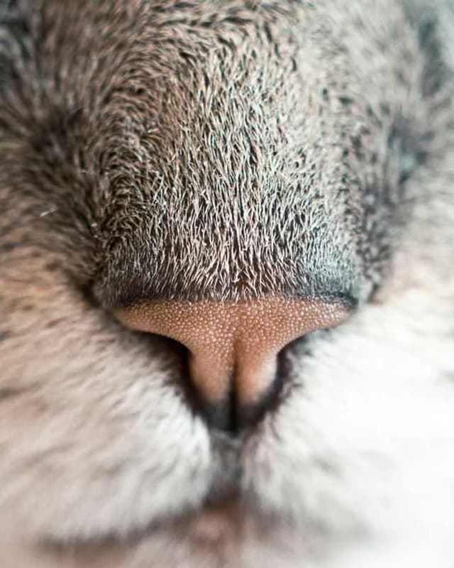 [EN] Royal Canin Urinary S/O (Beige temporibus #708)