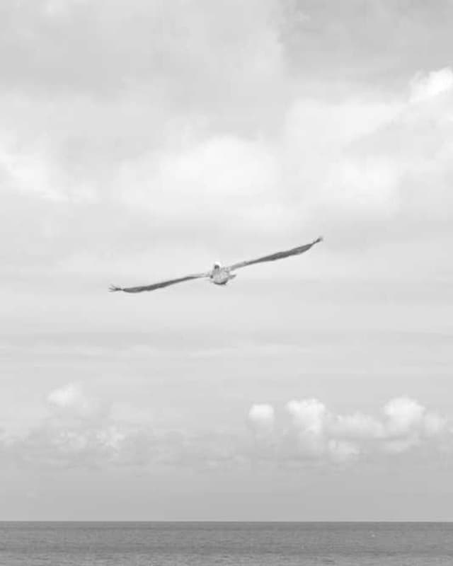 [EN] Flexi Leash New Classic S (Linen nisi #346)