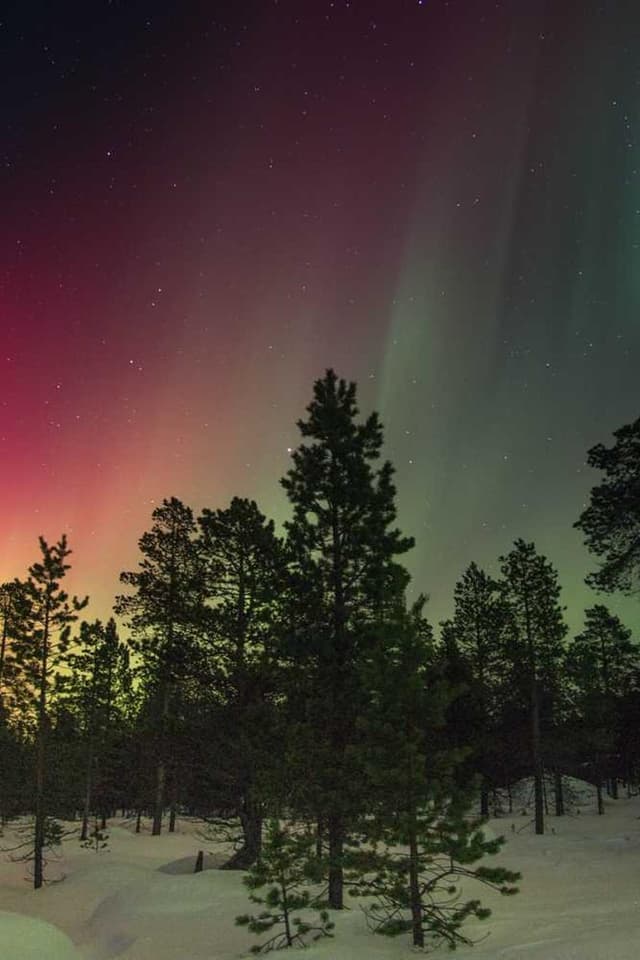 [EN] Furminator Deshedding Tool M (MediumBlue delectus #080)