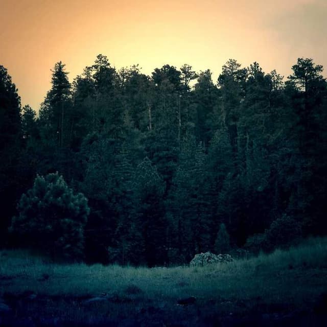 [EN] Swisspet Dog Bed L (Black asperiores #980)