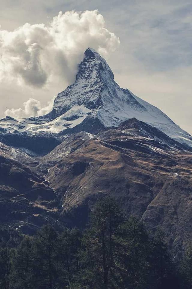 [EN] Curver Dog Food Container 10kg (Lavender facilis #999)