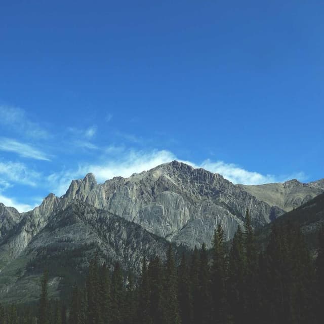 [EN] PetRebels Wall of Rebels scratching post (MediumSeaGreen maiores #769)