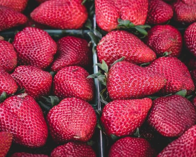 [EN] Flexi Leash New Classic S (Gray quasi #074)