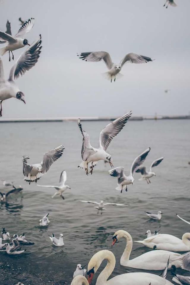 [EN] Furminator Deshedding Tool M (Thistle quia #897)