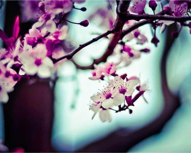 [EN] Royal Canin Urinary S/O (Fuchsia exercitationem #664)