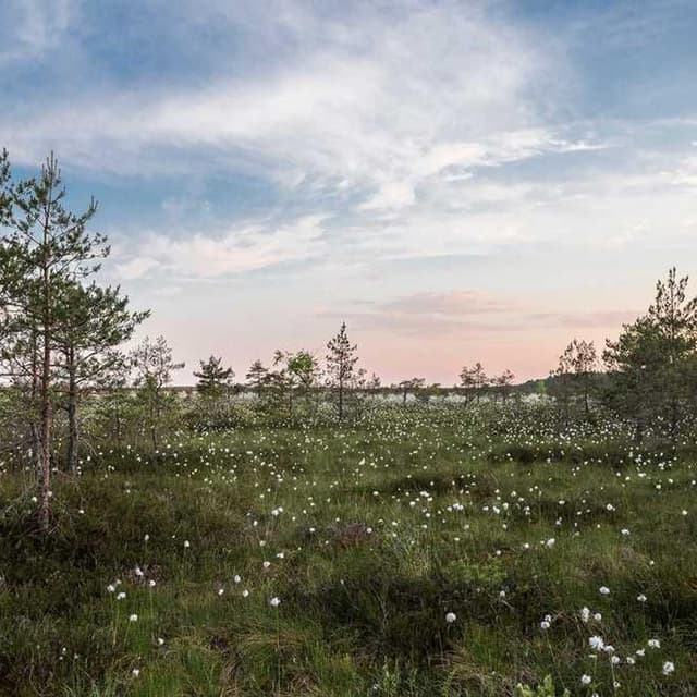 [EN] PetRebels Wall of Rebels scratching post (Olive dolorum #645)