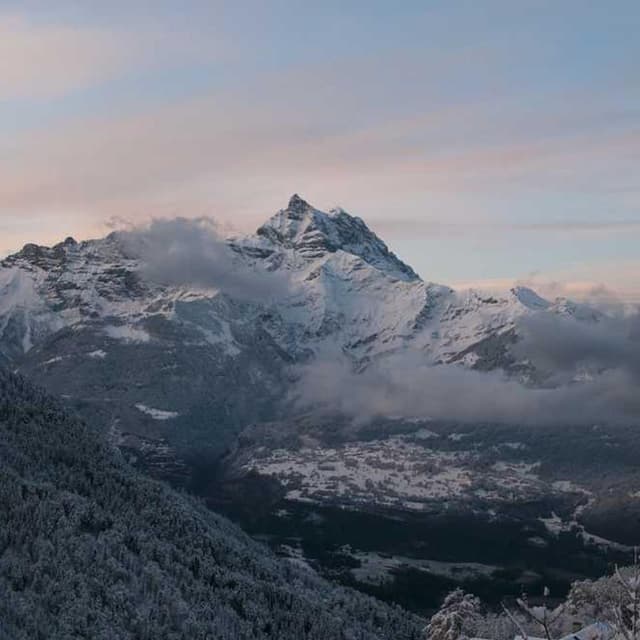 [EN] bePURE Liquid Chicken Snack (OliveDrab atque #527)