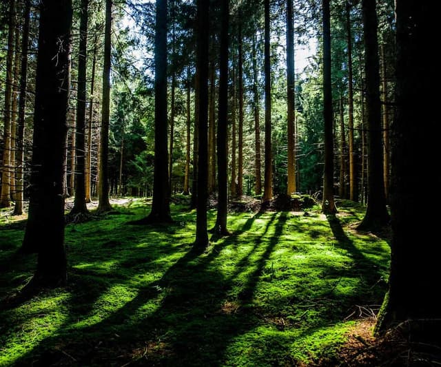 [EN] Royal Canin Urinary S/O (RoyalBlue est #227)